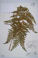 姬蕨藏品圖，第1張