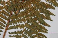 姬蕨藏品圖，第3張