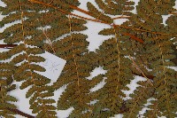 姬蕨藏品圖，第4張