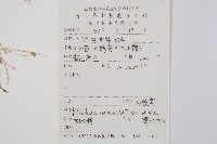 燈龍草藏品圖，第2張