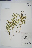 玉山卷柏藏品圖，第1張