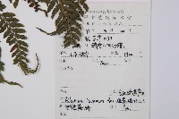 細葉蹄蓋蕨藏品圖，第2張