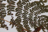 細葉蹄蓋蕨藏品圖，第3張