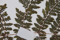 細葉蹄蓋蕨藏品圖，第4張