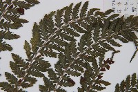 細葉蹄蓋蕨藏品圖，第5張