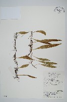 披針骨牌蕨藏品圖，第1張