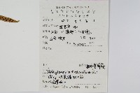 披針骨牌蕨藏品圖，第2張