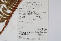 黑足鱗毛蕨藏品圖，第2張
