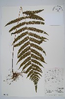 栗柄副金星蕨藏品圖，第1張