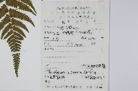 栗柄副金星蕨藏品圖，第2張