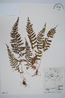 細毛碗蕨藏品圖，第1張