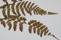 細毛碗蕨藏品圖，第6張