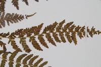 細毛碗蕨藏品圖，第7張