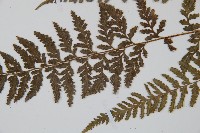 細毛碗蕨藏品圖，第8張