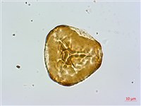 細毛碗蕨藏品圖，第3張