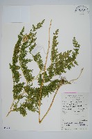 毛枝卷柏藏品圖，第1張