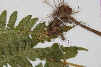 華中介蕨藏品圖，第3張