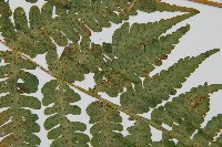 華中介蕨藏品圖，第4張