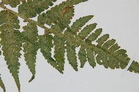 華中介蕨藏品圖，第5張