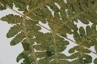 華中介蕨藏品圖，第6張