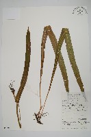 大星蕨藏品圖，第1張