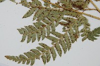 尾形複葉耳蕨藏品圖，第3張