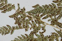 尾形複葉耳蕨藏品圖，第5張