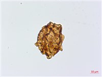 尾形複葉耳蕨藏品圖，第4張