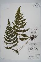 柔葉凸軸蕨藏品圖，第1張