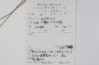 柔葉凸軸蕨藏品圖，第2張