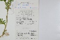 全緣卷柏藏品圖，第2張