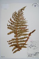 棕鱗毛蕨藏品圖，第1張