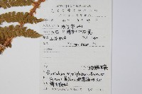 棕鱗毛蕨藏品圖，第2張