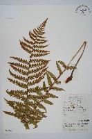 黃山鱗毛蕨藏品圖，第1張