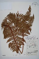 觀光鱗毛蕨藏品圖，第1張