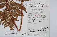 觀光鱗毛蕨藏品圖，第2張