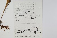 黃瓦葦藏品圖，第2張