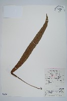 大星蕨藏品圖，第2張