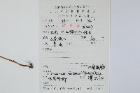 大星蕨藏品圖，第1張