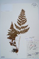 闊鱗鱗毛蕨藏品圖，第1張