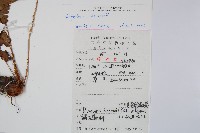 闊鱗鱗毛蕨藏品圖，第2張