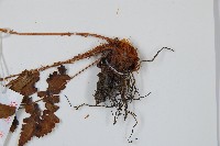 闊鱗鱗毛蕨藏品圖，第3張