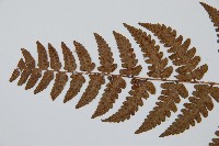 闊鱗鱗毛蕨藏品圖，第5張