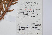 東方狗脊蕨藏品圖，第2張