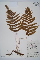 邊緣鱗蓋蕨藏品圖，第1張