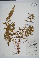 天草鳳尾蕨藏品圖，第1張