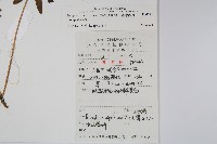 日本水龍骨藏品圖，第2張