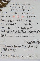 觀光鱗毛蕨藏品圖，第2張