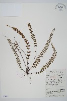 鐵角蕨藏品圖，第1張