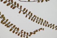 鐵角蕨藏品圖，第3張